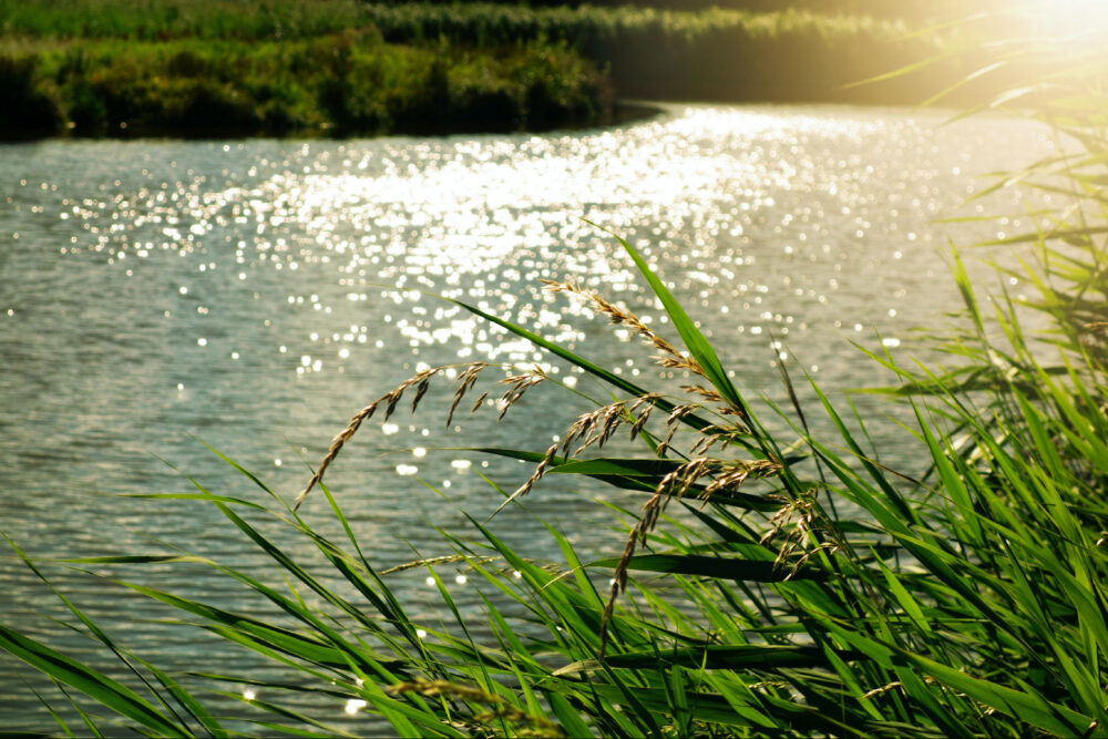 Greenery growing next to a river